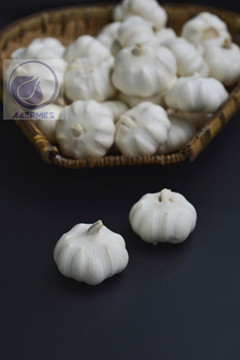 Sell Pure-white /Red Fresh Garlic from China