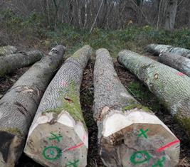 White Ash Logs and white Ash lumber for sale
