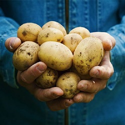 Potato set 6s strict selection, fresh potatoes